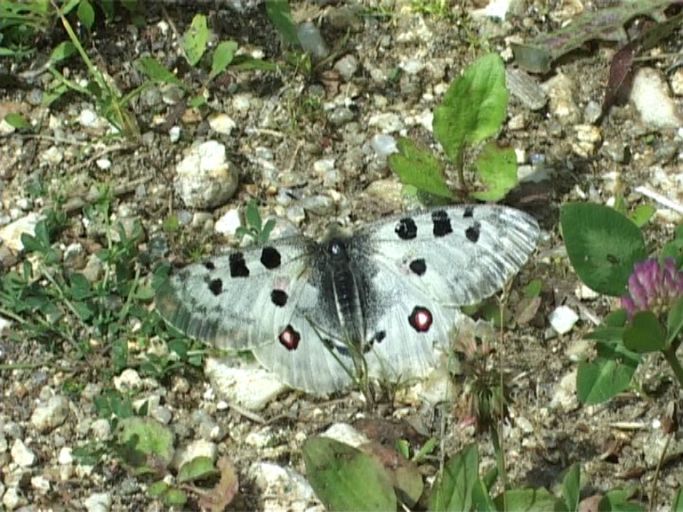 Roter Apollo ( Parnassius apollo ), Freigelände : Schmetterlingsparadies Langschlägerwald im Waldviertel, Niederösterreich, 08.07.2007